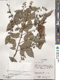 Deutzia scabra image