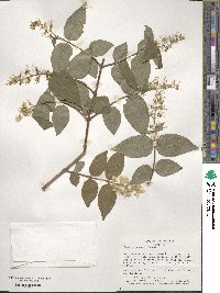 Deutzia scabra image