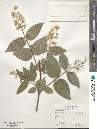 Deutzia scabra image