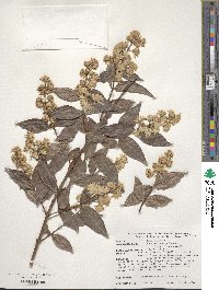 Deutzia scabra image