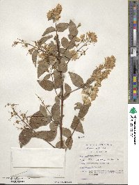 Deutzia scabra image