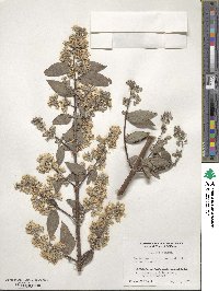 Deutzia scabra image