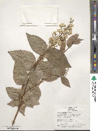 Deutzia scabra image