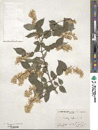 Deutzia scabra image