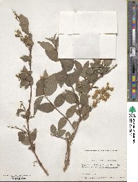 Deutzia scabra image