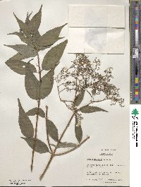 Deutzia monbeigii image