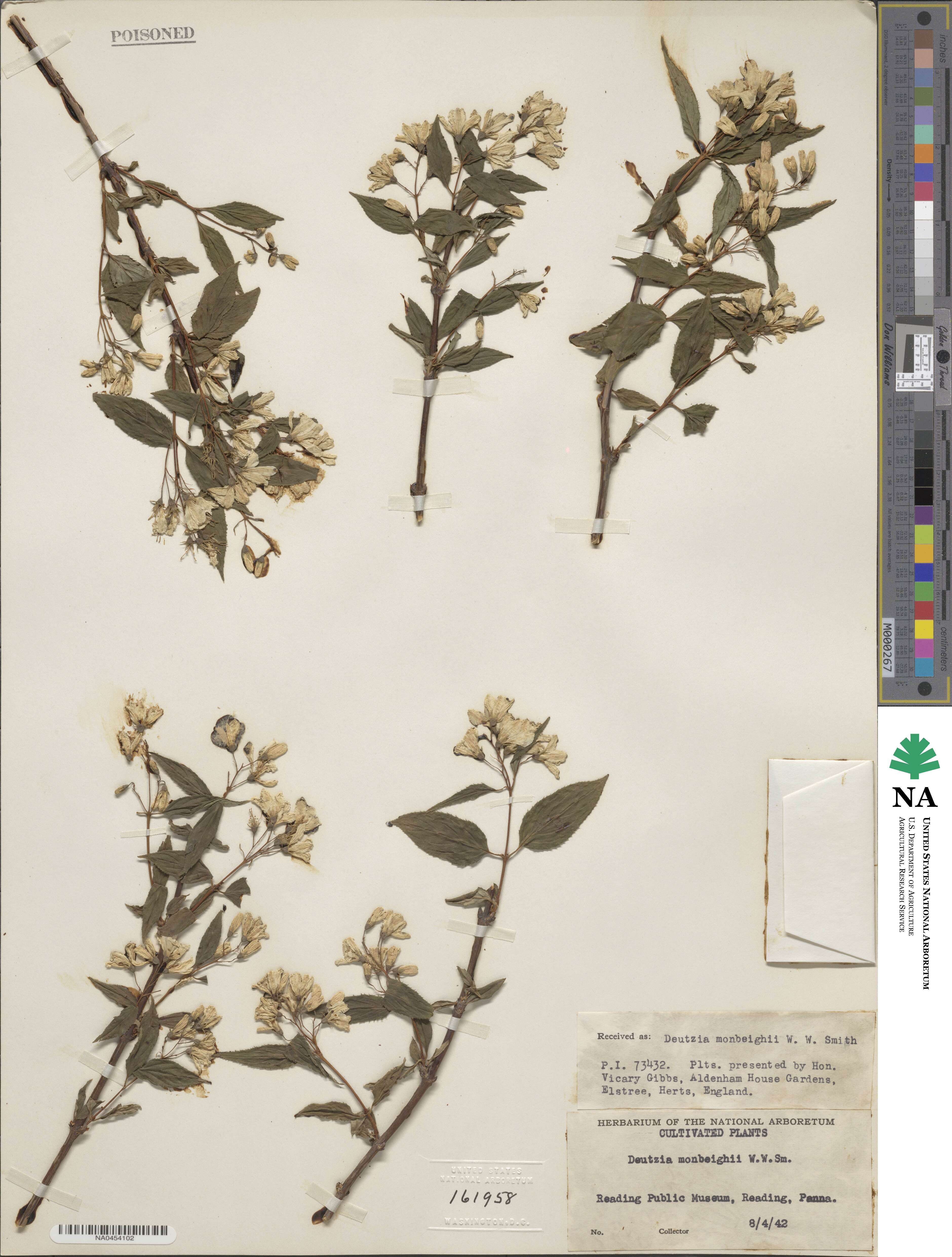 Deutzia monbeigii image