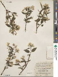 Deutzia monbeigii image