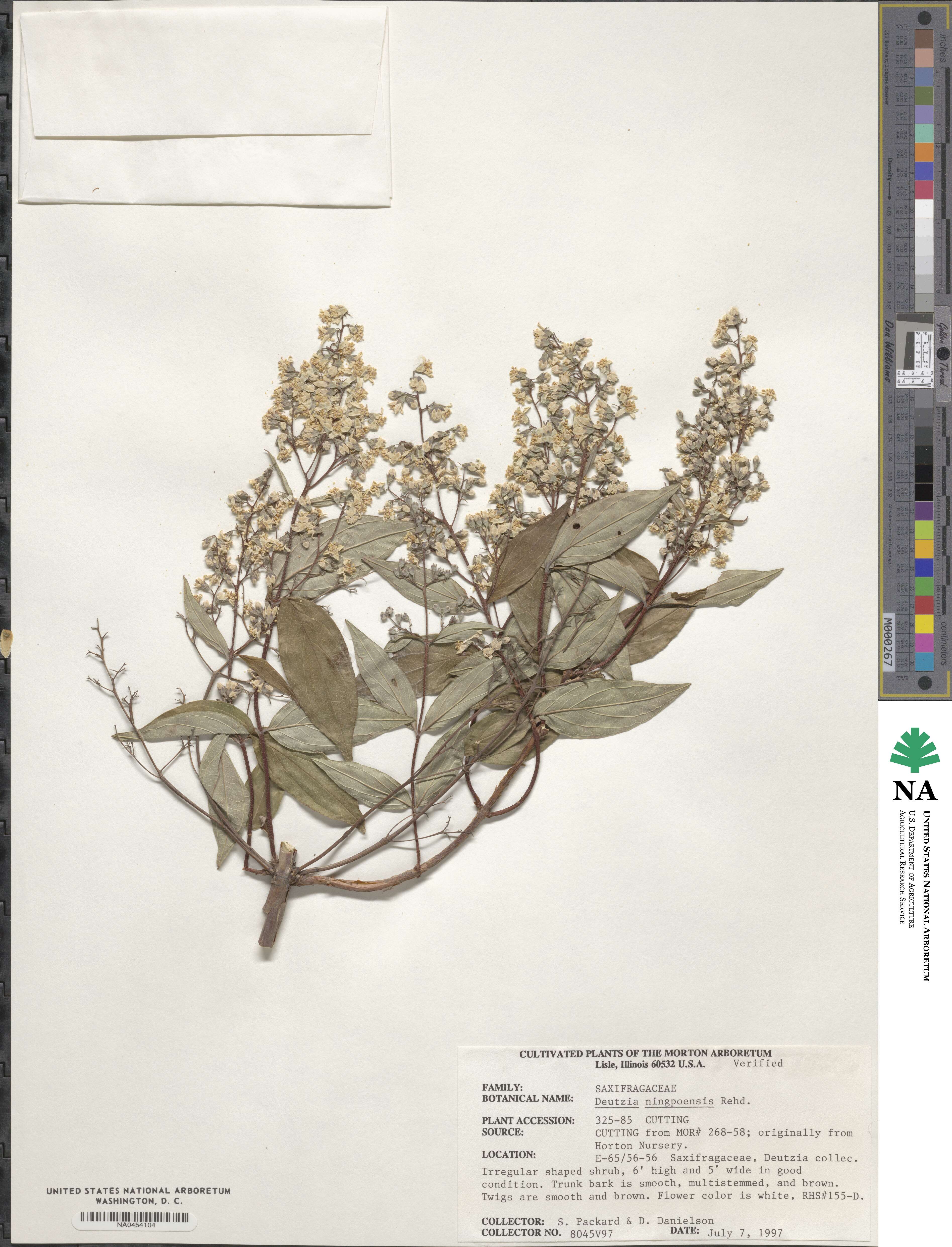 Deutzia ningpoensis image