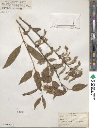 Deutzia parviflora image