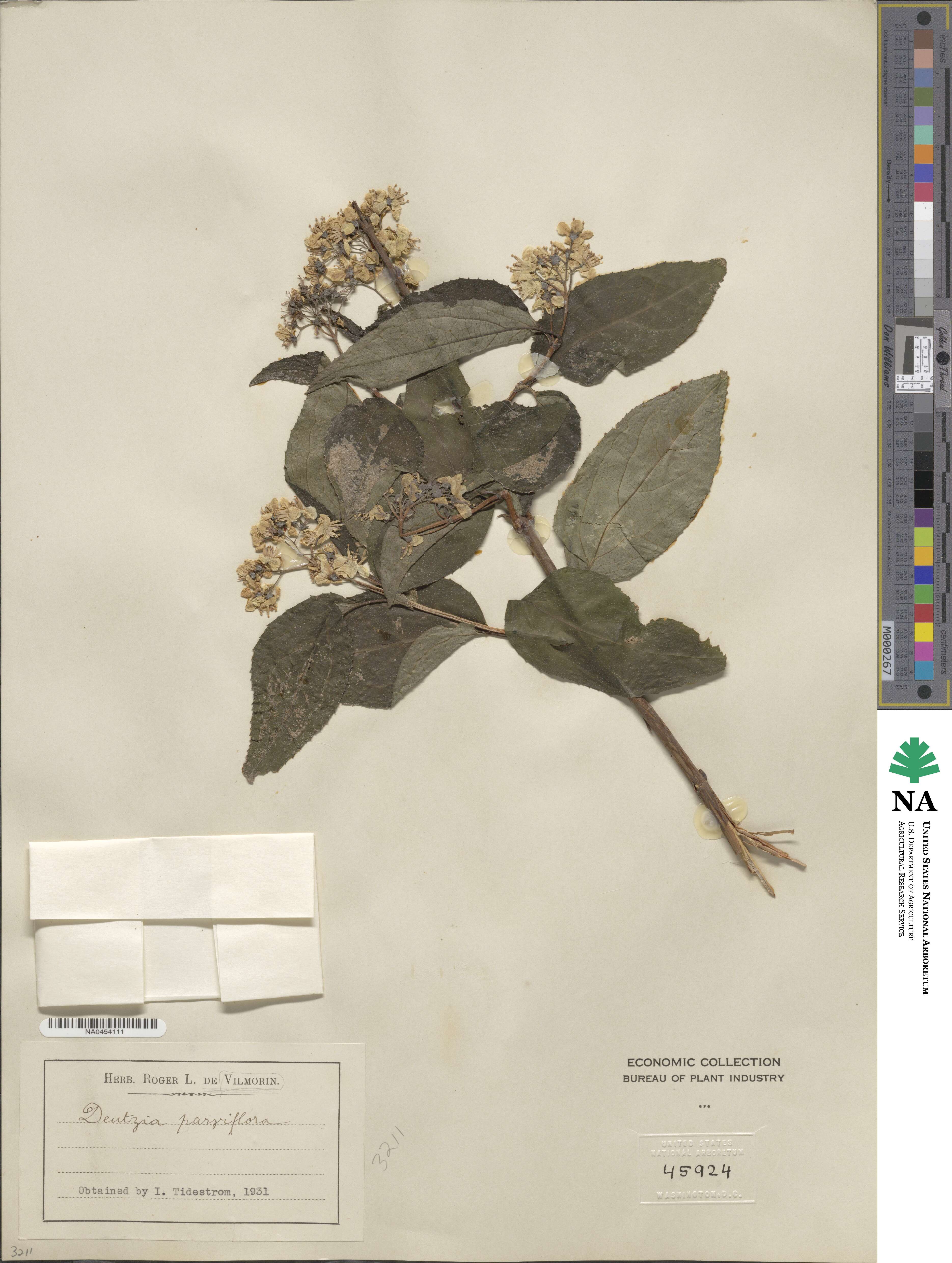 Deutzia parviflora image