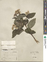 Deutzia parviflora image