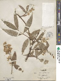 Deutzia pulchra image