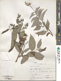 Deutzia pulchra image