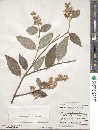 Deutzia pulchra image