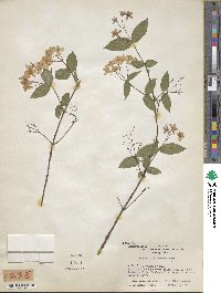 Deutzia purpurascens image