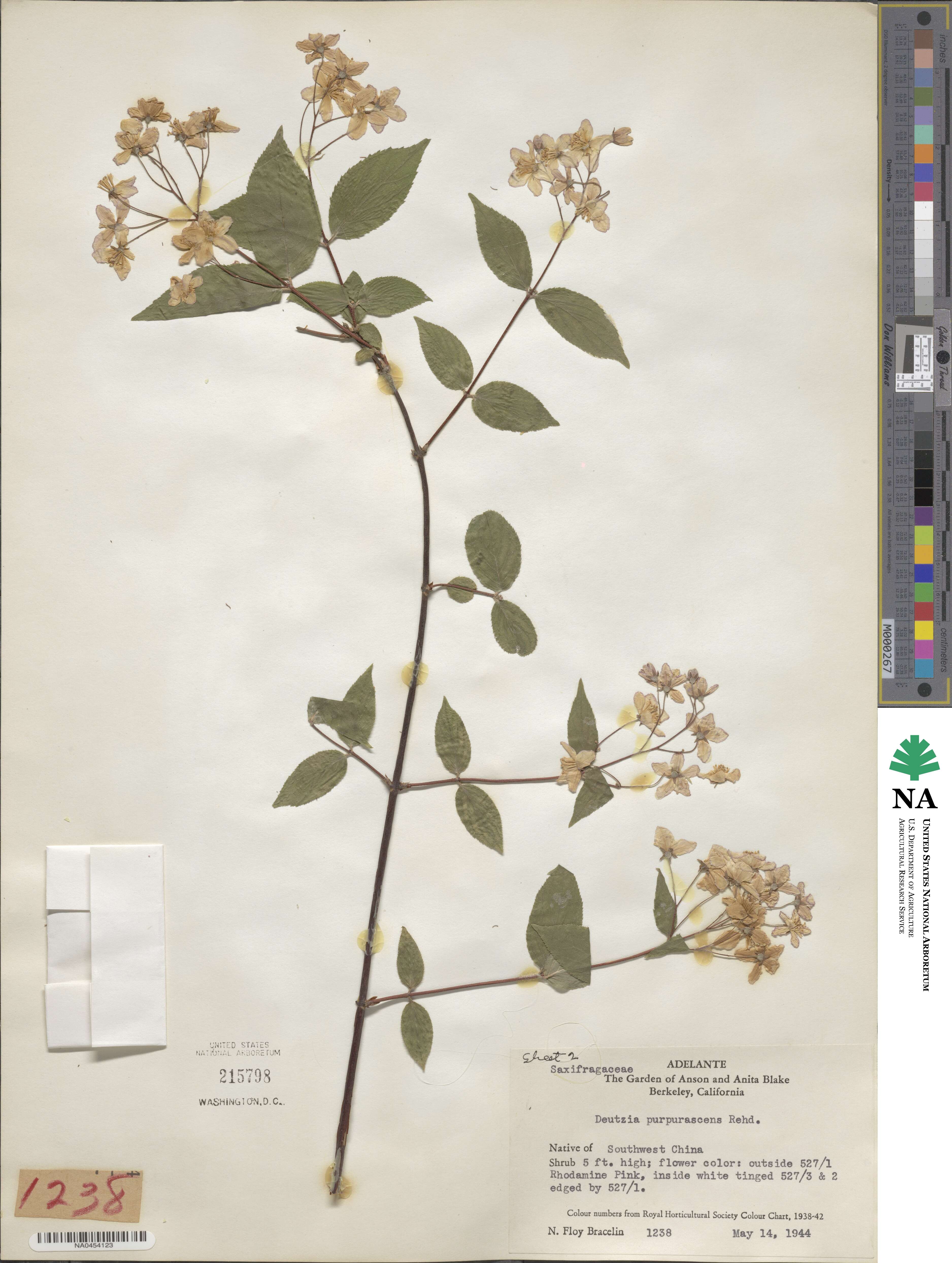 Deutzia purpurascens image