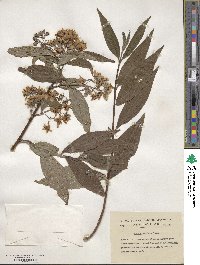 Deutzia longifolia image