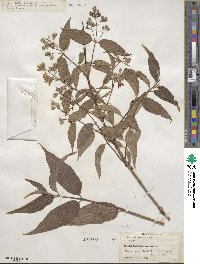 Deutzia longifolia image