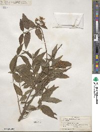 Deutzia longifolia image