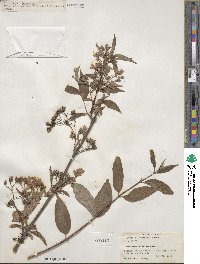 Deutzia longifolia image