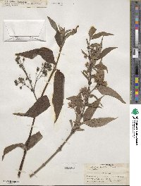 Deutzia longifolia image