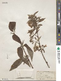 Deutzia longifolia image