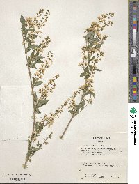 Deutzia gracilis image