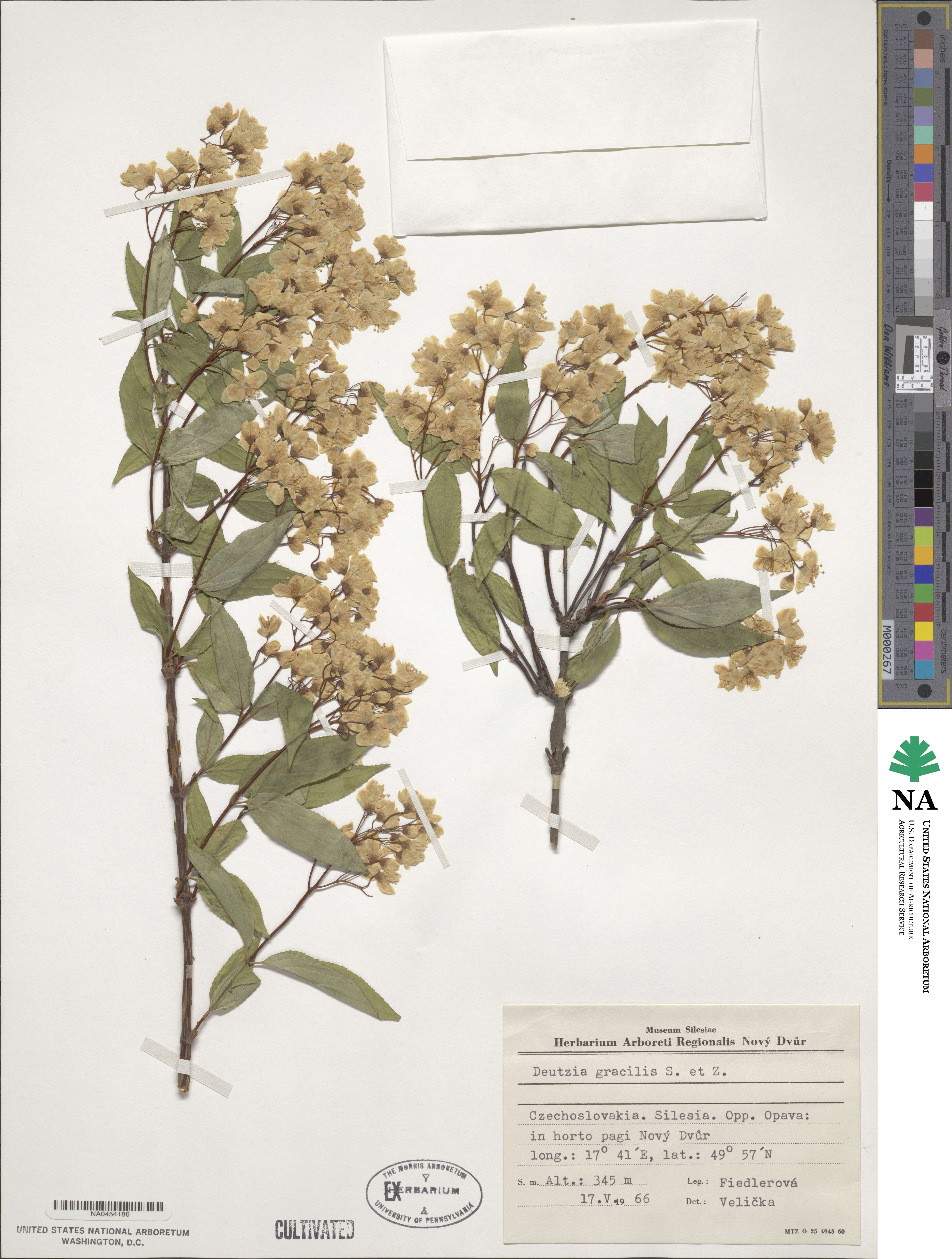 Deutzia gracilis image