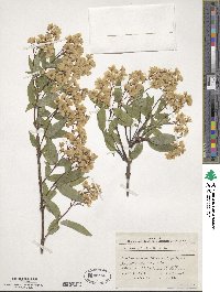 Deutzia gracilis image