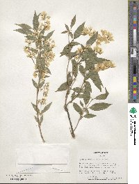 Deutzia gracilis image