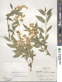 Deutzia gracilis image