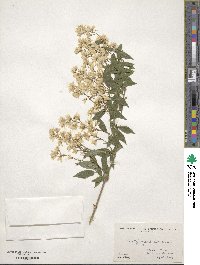 Deutzia gracilis image