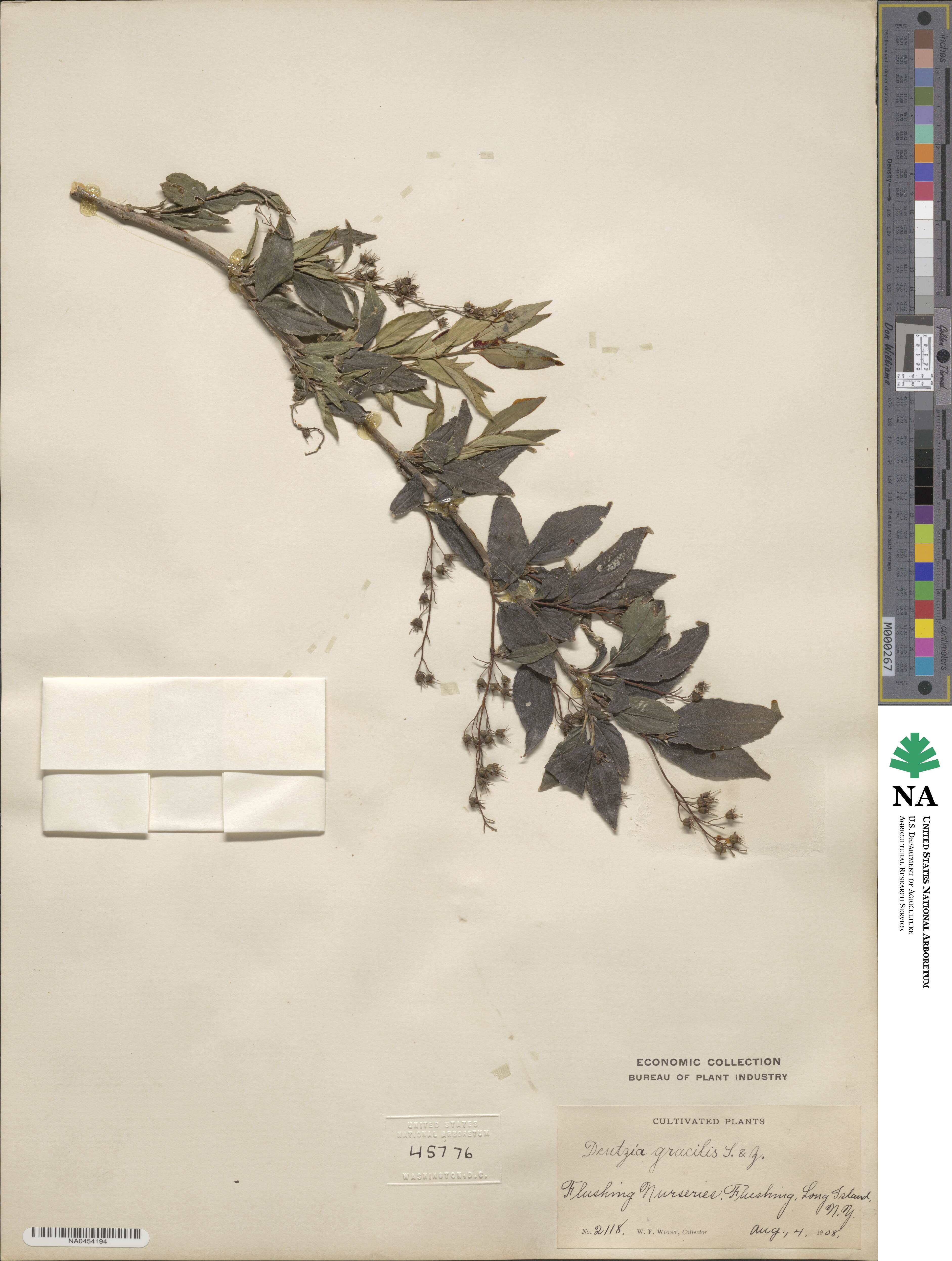 Deutzia gracilis image