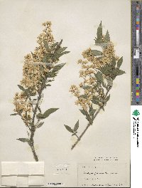 Deutzia gracilis image