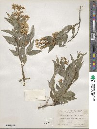 Deutzia gracilis image