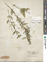 Deutzia gracilis image