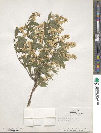 Deutzia gracilis image