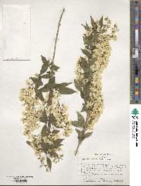 Deutzia gracilis image