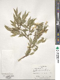 Deutzia gracilis image