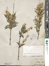 Deutzia gracilis image