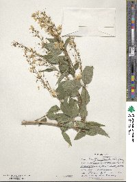 Deutzia gracilis image