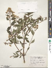 Deutzia gracilis image