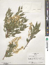 Deutzia gracilis image