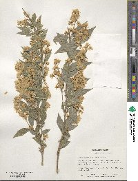 Deutzia gracilis image