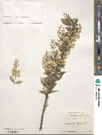 Deutzia gracilis image