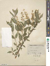 Deutzia gracilis image