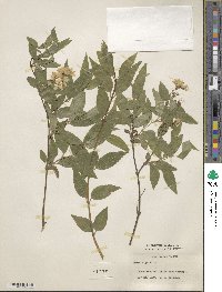 Deutzia gracilis image