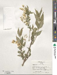 Deutzia gracilis image