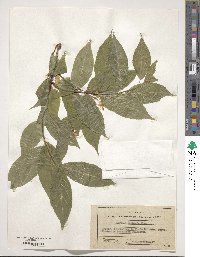 Deutzia glabrata image